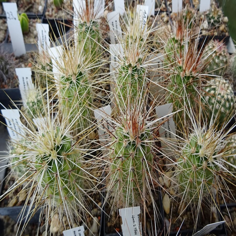 Echinocereus engelmannii L 1544
