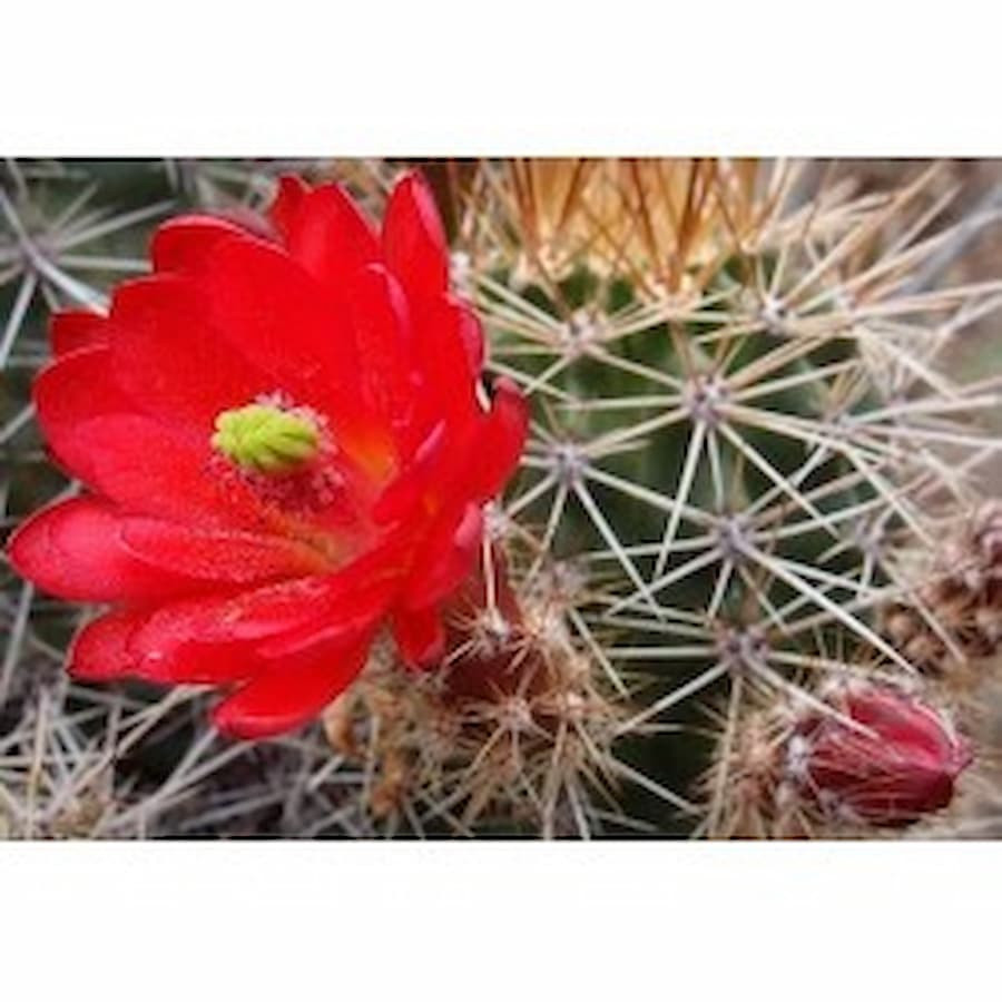 Echinocereus engelmannii L 1544