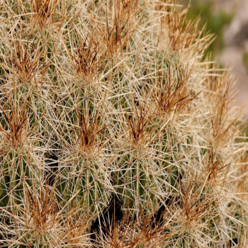 Echinocereus stramineus JMT 383