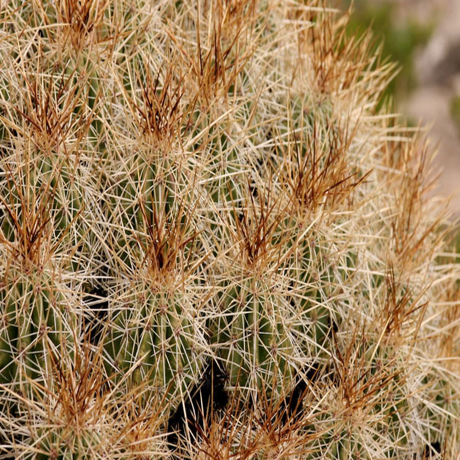 Echinocereus stramineus JMT 383