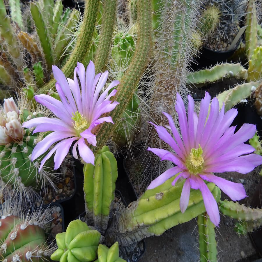 Echinocereus viereckii  var. morricalii