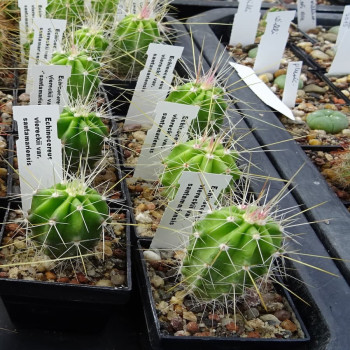 Echinocereus viereckii var.santamariensis