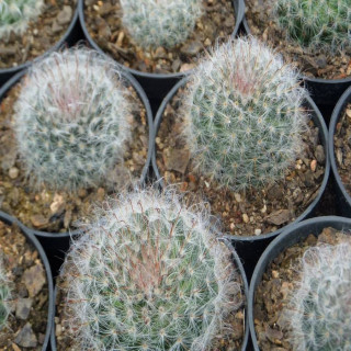 Mammillaria bocasana, verschiedene Formen