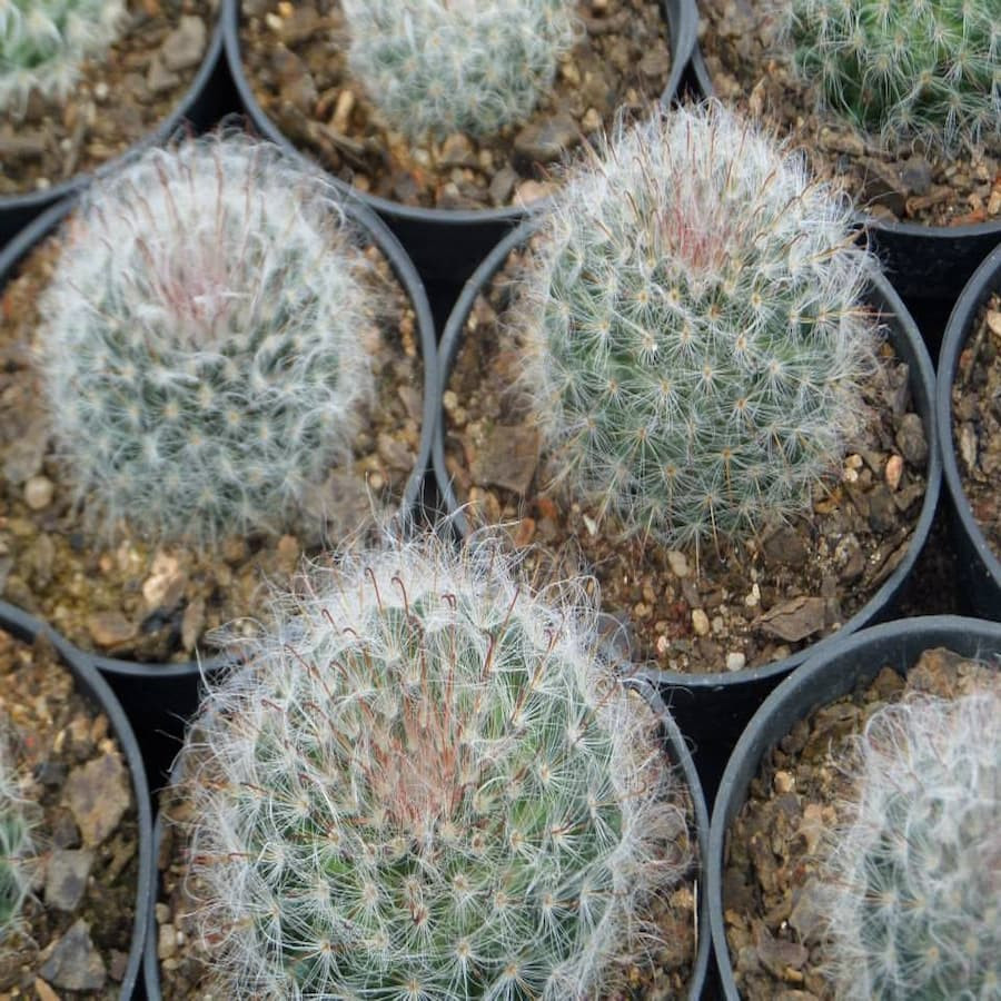 Mammillaria bocasana, verschiedene Formen
