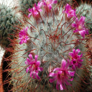 Mammillaria bombycina