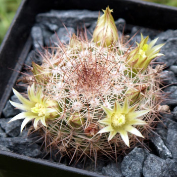 Mammillaria brandegeei ssp. glareosa
