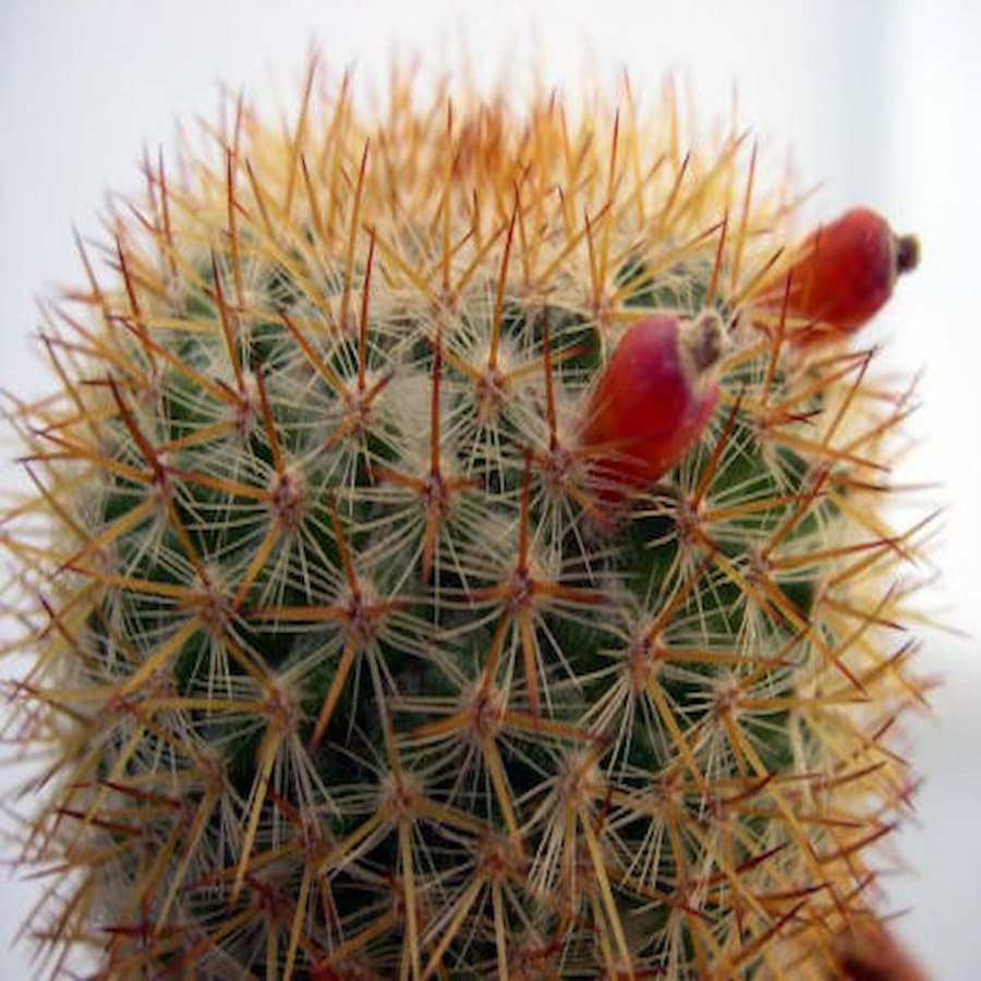 Mammillaria columbiana subs. yucatanensis