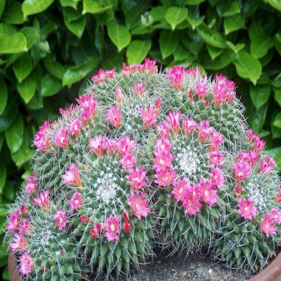 Mammillaria compressa ,MZ 579