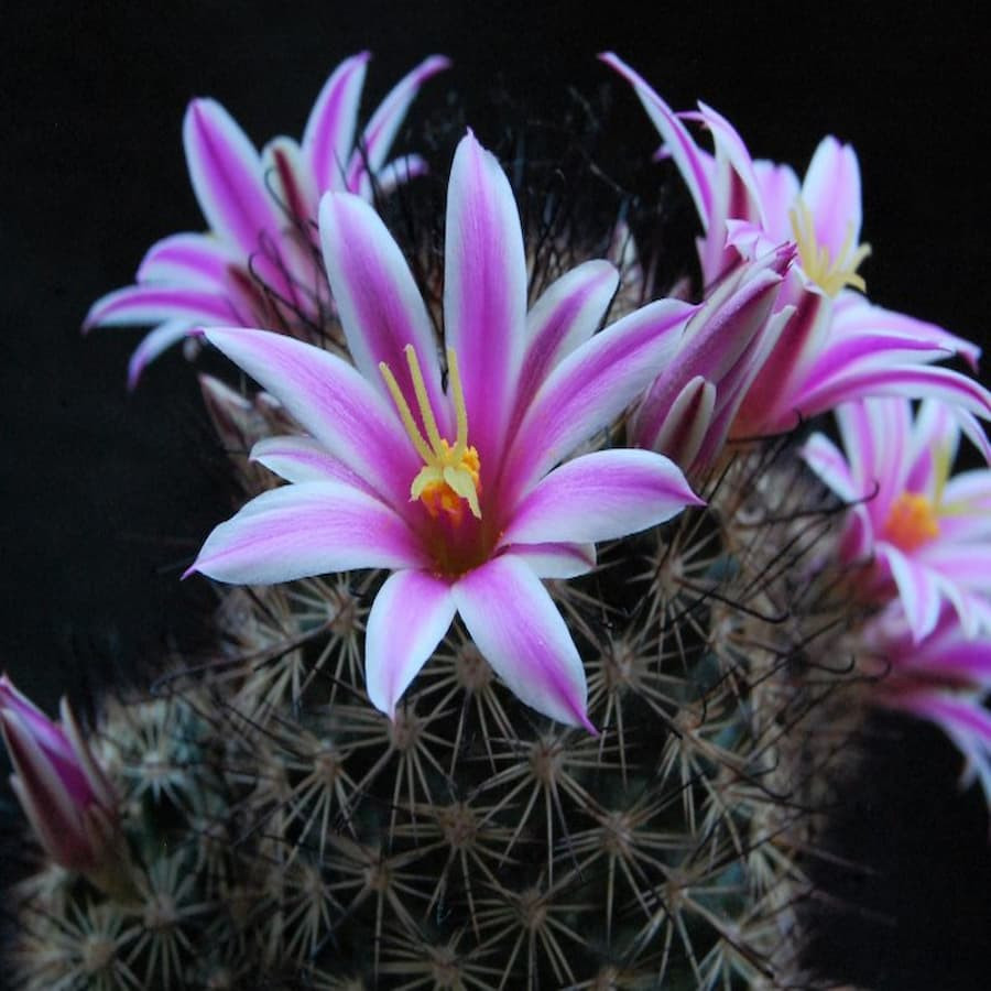 Mammillaria blossfeldiana SB 1854