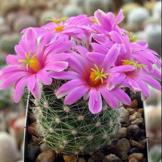 Mammillaria boolii SB 1854