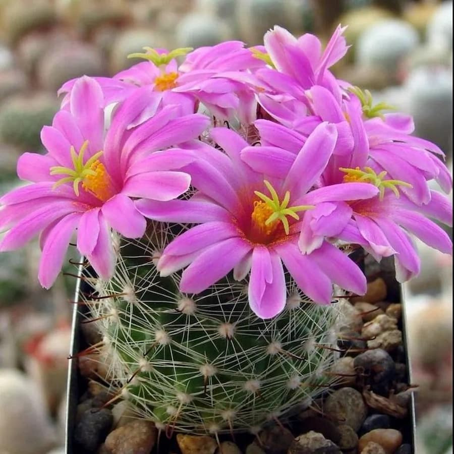Mammillaria boolii SB 1854