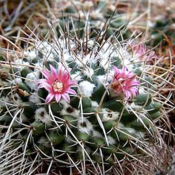 Mammillaria centrichirrha RS 729