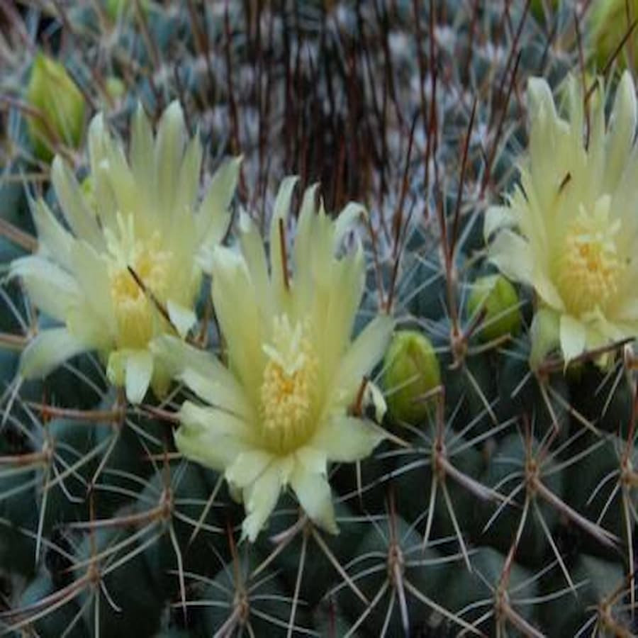 Mammillaria cobrensis MH 15/92