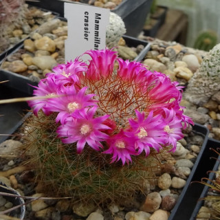 Mammillaria crassior Rep 1804
