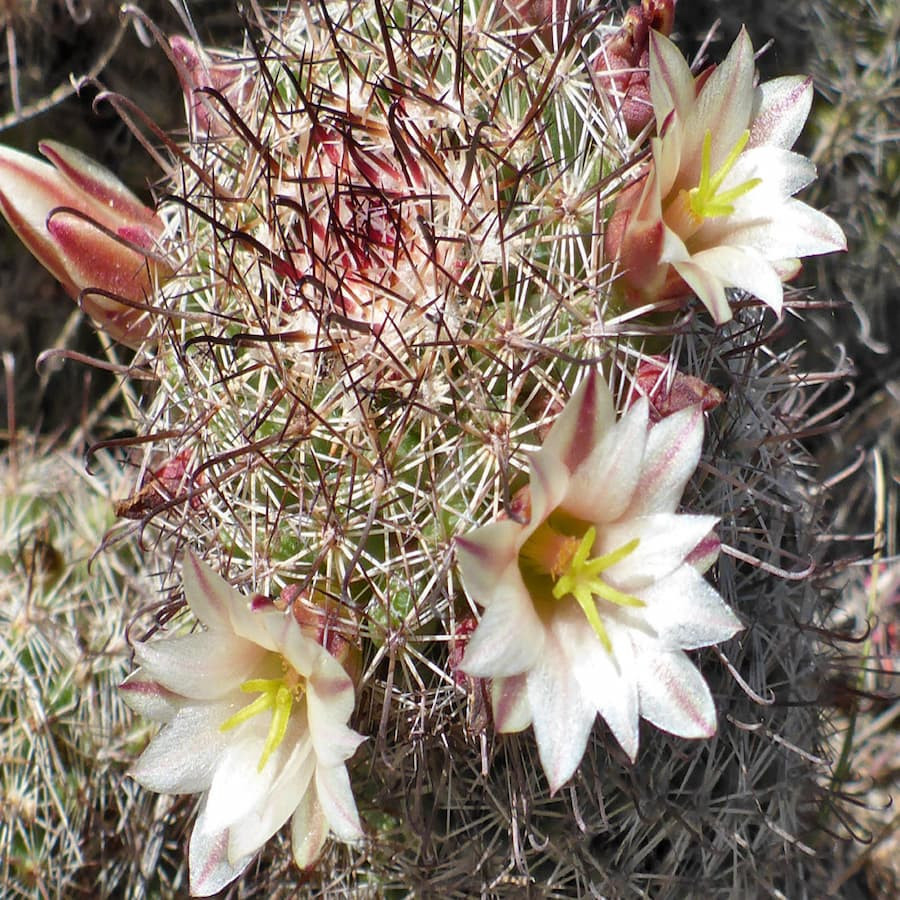 Mammillaria dioica