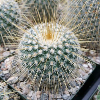 Mammillaria dixanthocentron FO 251