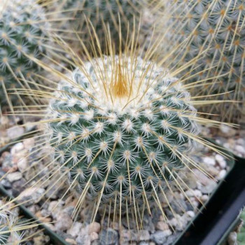 Mammillaria dixanthocentron FO 251