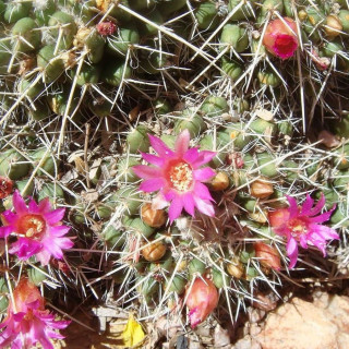 Mammillaria compressa MZ 979