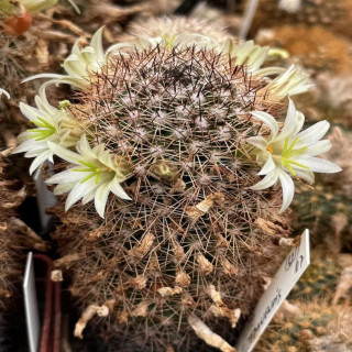 Mammillaria estebanensis
