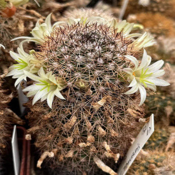 Mammillaria estebanensis