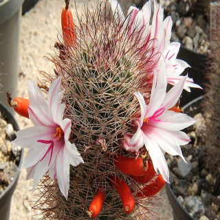 Mammillaria fraileana ML 2590