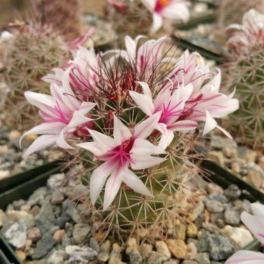 Mammillaria fraileana SB 1263