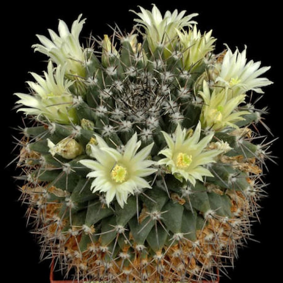 Mammillaria freudenbergii JM 206