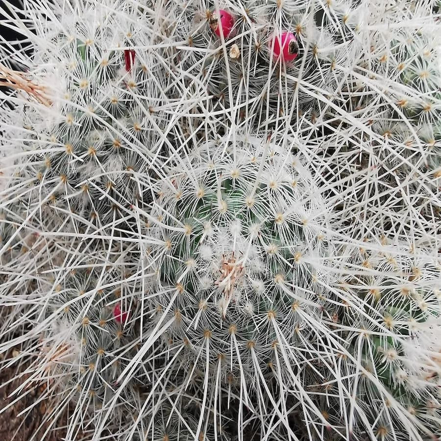Mammillaria geminispina var. nobilis