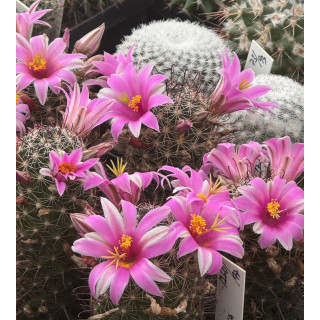 Mammillaria grahamii DJF 1000