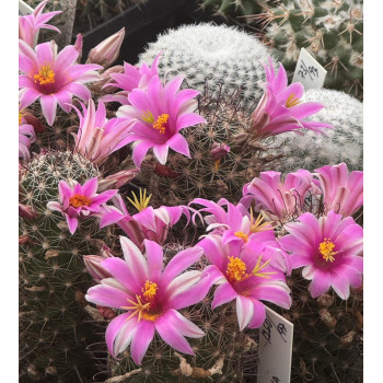 Mammillaria grahamii DJF 1000