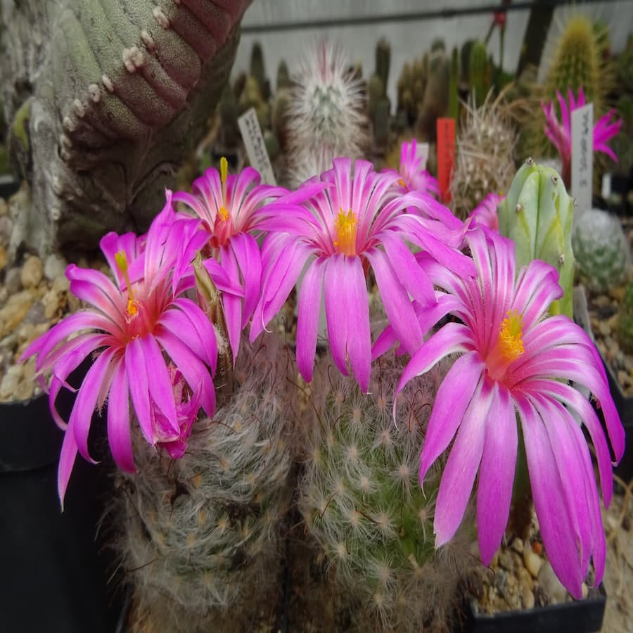 Mammillaria guelzowiana