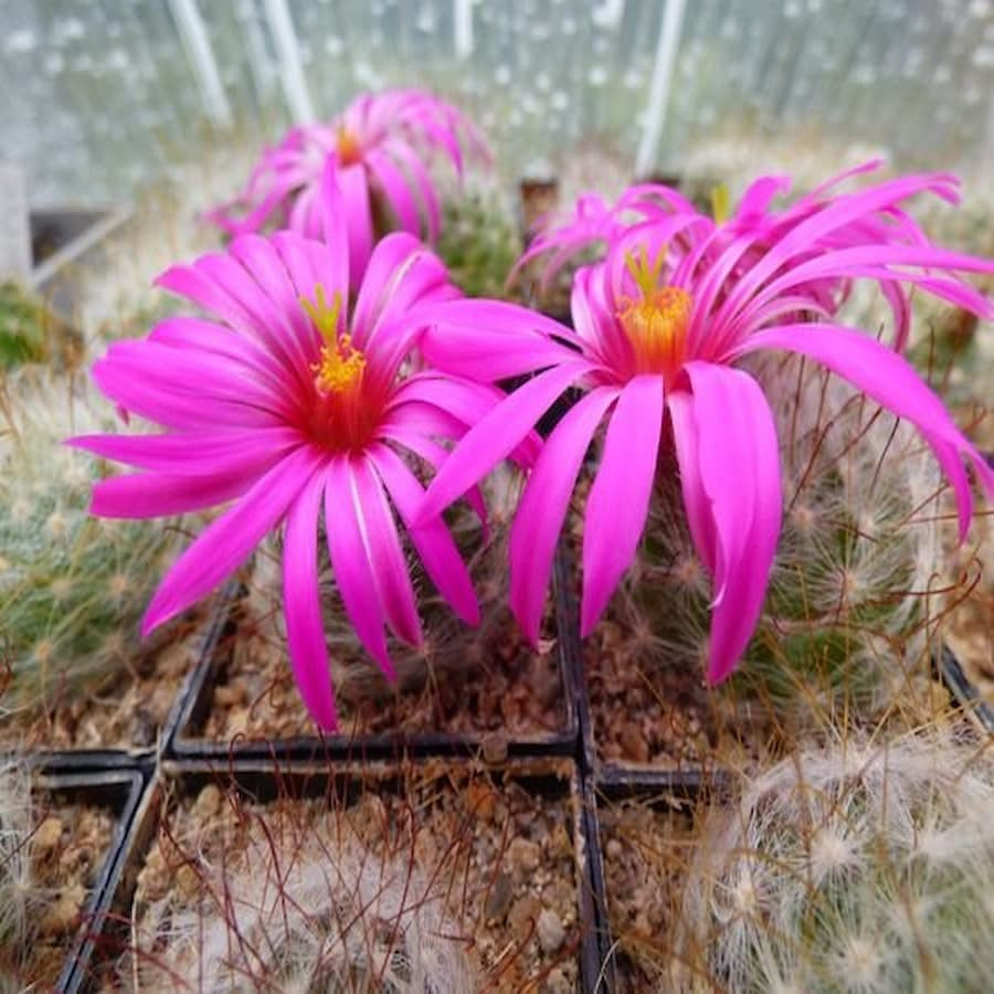 Mammillaria guelzowiana var. robustior