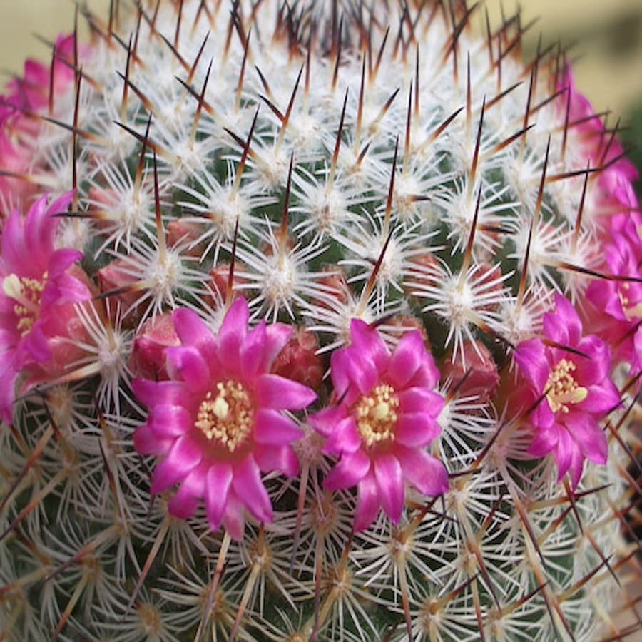Mammillaria haageana ssp. elegans PH 130.02