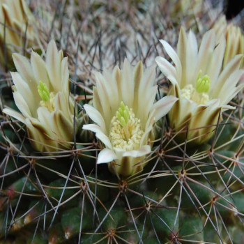 Mammillaria heyderi ssp. macdougalii SB 724