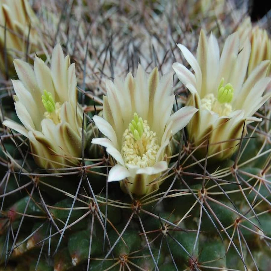 Mammillaria heyderi ssp. macdougalii SB 724