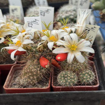 Mammillaria hutchisoniana subs. louisae Rep. 250