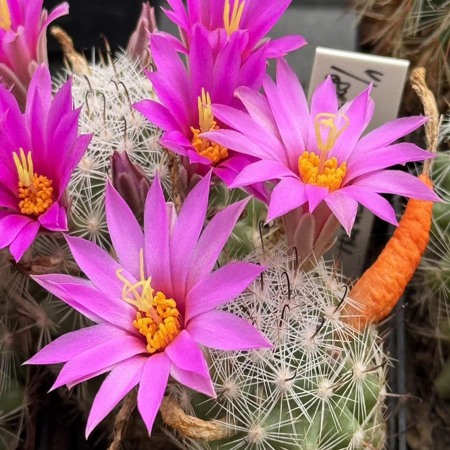 Mammillaria insularis ML 3440