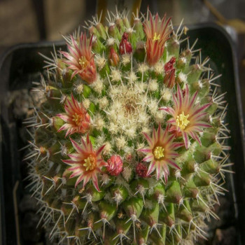 Mammillaria knippeliana