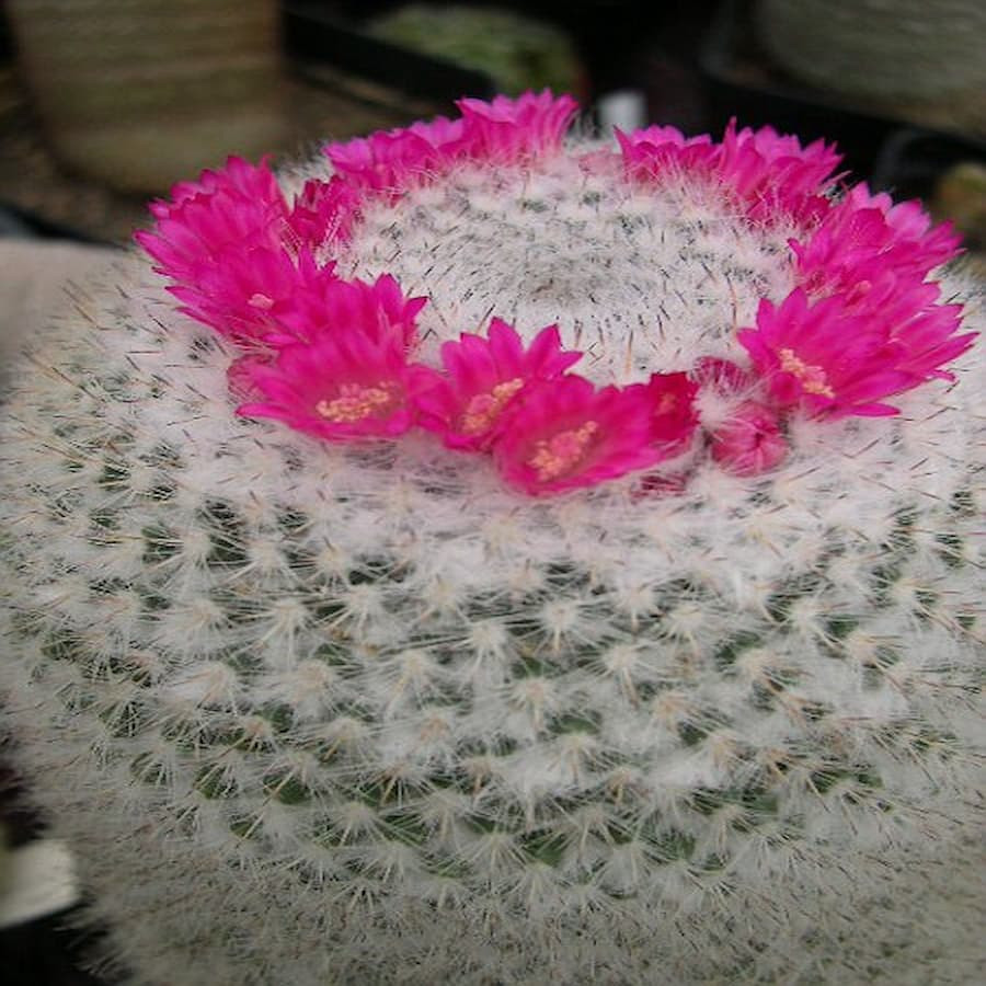 Mammillaria lanata