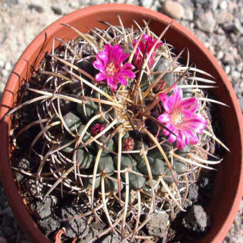 Mammillaria magnimamma
