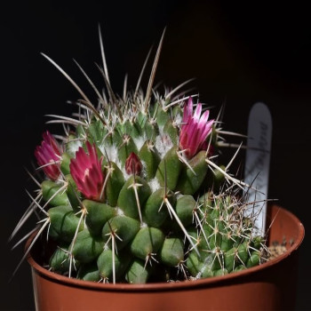 Mammillaria magnimamma ML 4090