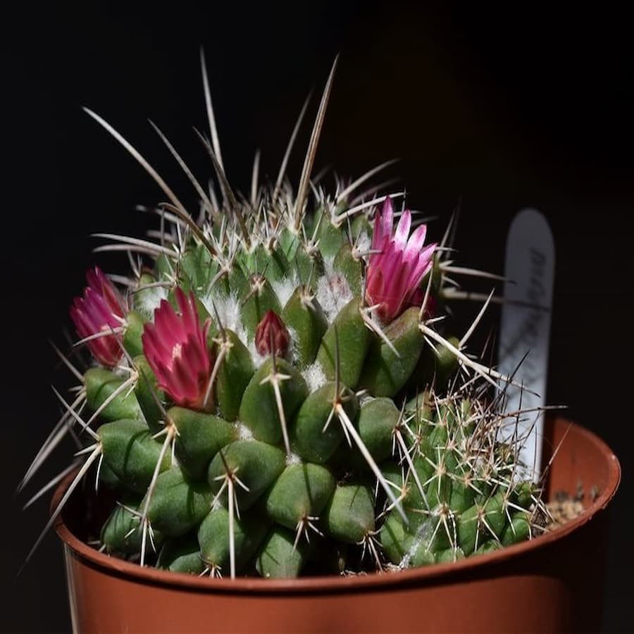 Mammillaria magnimamma ML 4090