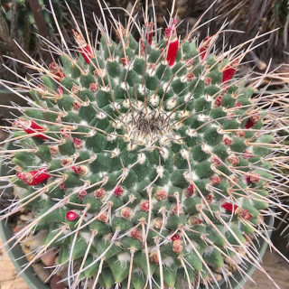 Mammillaria magnimamma SB 124