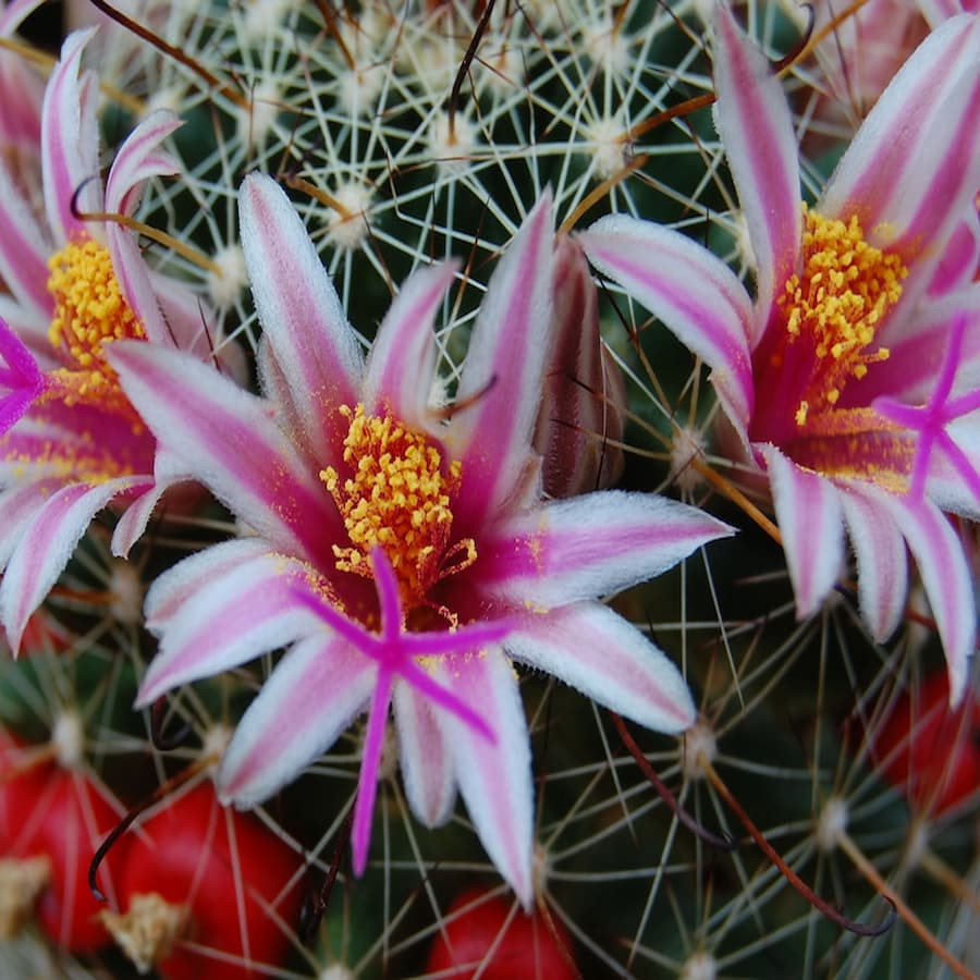 Mammillaria  mainae L 617