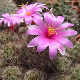Mammillaria occidentalis