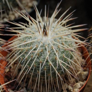 Mammillaria parkinsonii