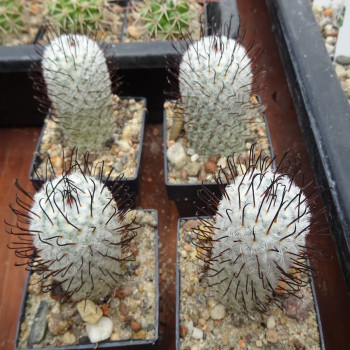 Mammillaria perezdelarosae