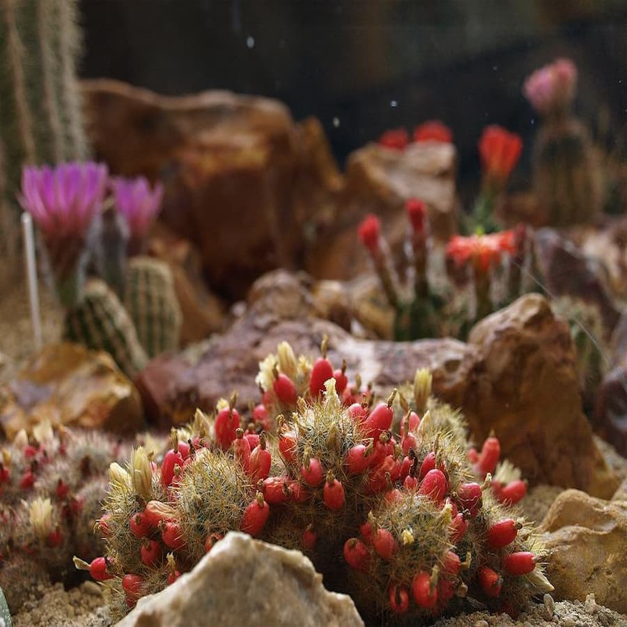 Mammillaria prolifera Hunt 8538