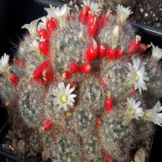 Mammillaria prolifera ssp. texana