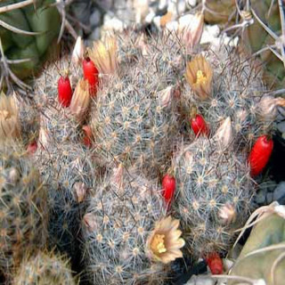 Mammillaria prolifera v. arachnoidea RS 510